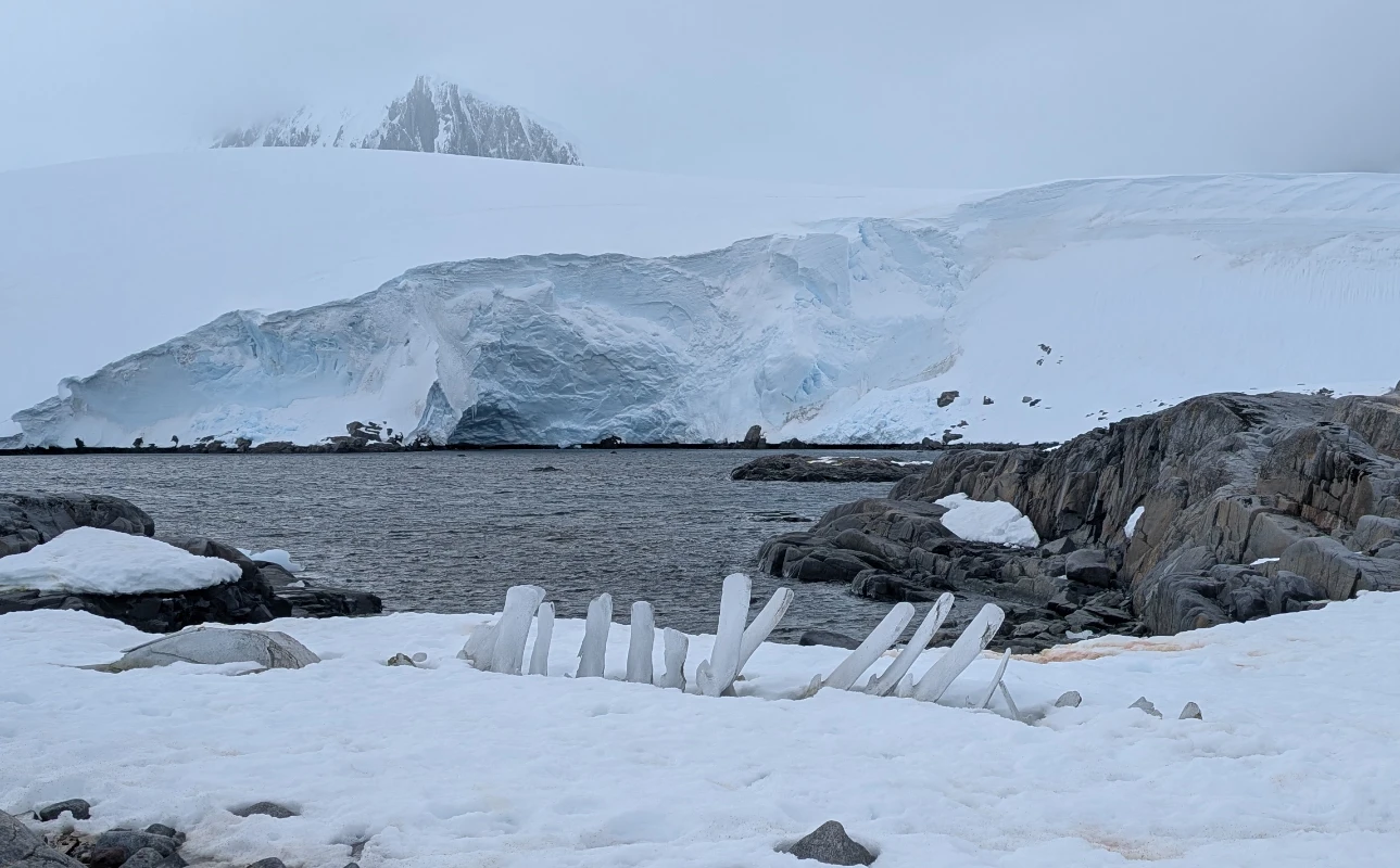Cotelettes de baleine