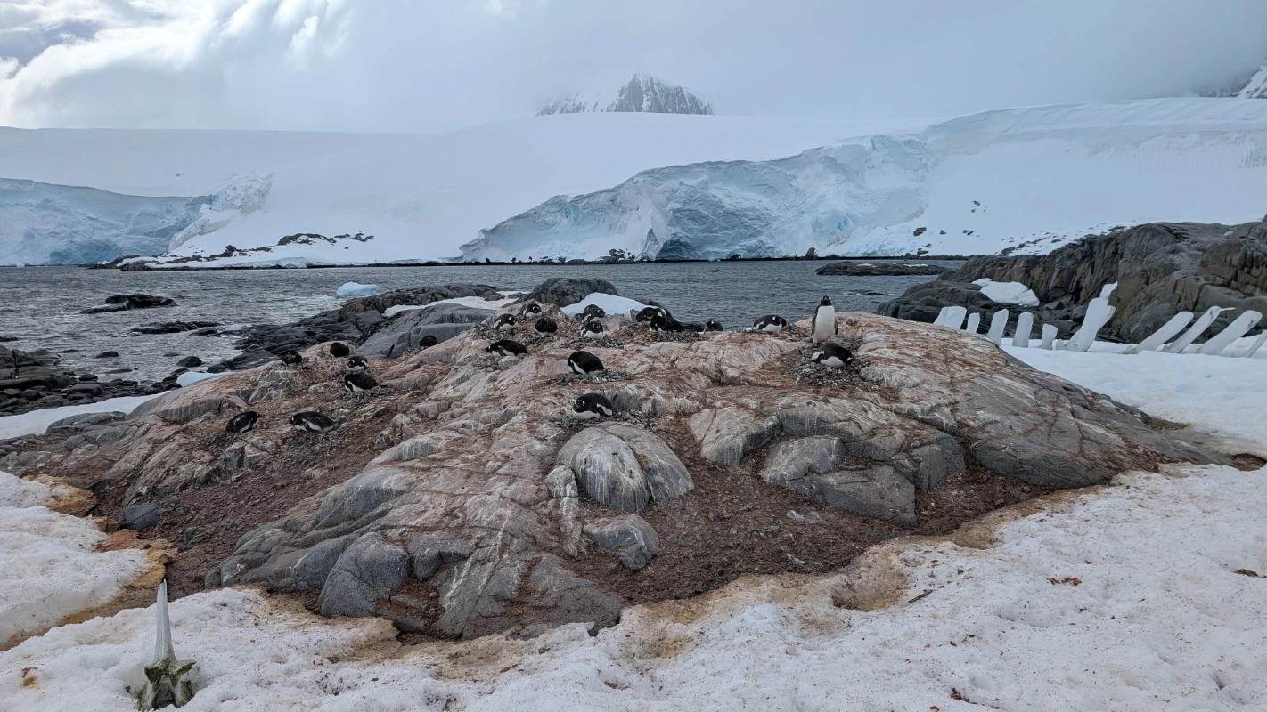 colonie près de la baleine