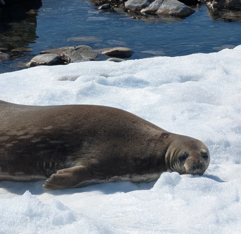 Phoque de Weddell