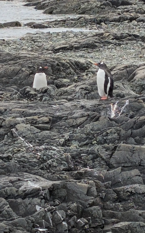 Manchots curieux au débarquement