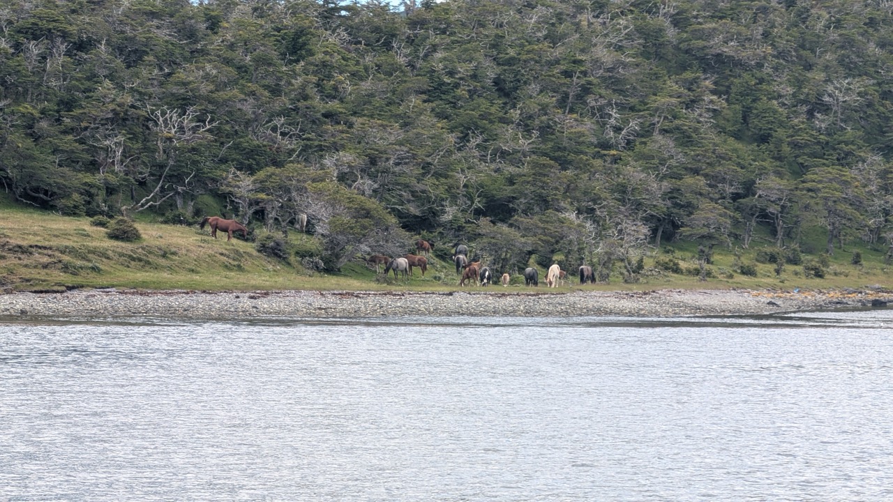 Chevaux semi sauvages